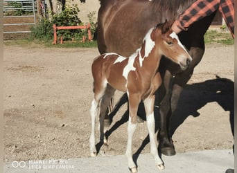 Mustang (americano) Mix, Stallone, 1 Anno, 145 cm, Baio scuro