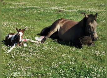 Mustang (americano) Mix, Stallone, 1 Anno, 145 cm, Baio scuro