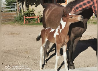 Mustang (americano) Mix, Stallone, 1 Anno, 145 cm, Baio scuro