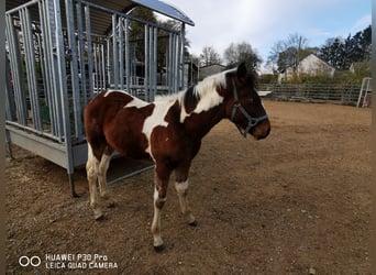 Mustang (americano) Mix, Stallone, 1 Anno, 145 cm, Baio scuro