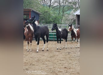 Mustang (americano) Mix, Stallone, 1 Anno, 145 cm, Baio scuro