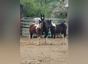 Mustang (americano) Mix, Stallone, 1 Anno, 145 cm, Baio scuro