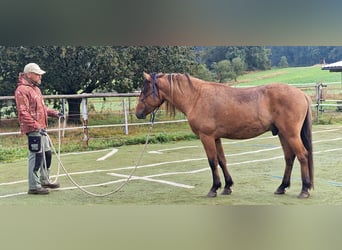 Mustang (amerikanisch), Hengst, 4 Jahre, 150 cm, Falbe