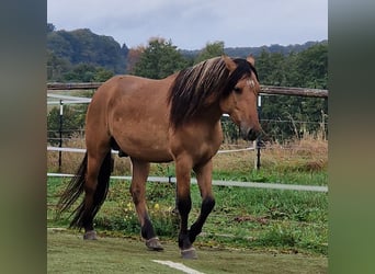 Mustang (amerikanisch), Hengst, 4 Jahre, 150 cm, Falbe