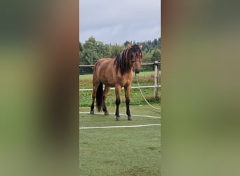 Mustang (amerikanisch), Hengst, 4 Jahre, 150 cm, Falbe