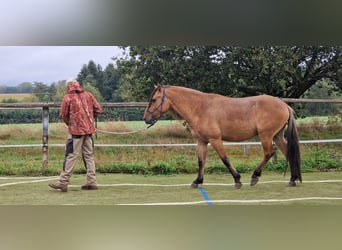 Mustang (amerikanisch), Hengst, 4 Jahre, 150 cm, Falbe