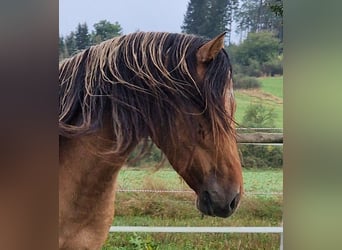 Mustang (amerikanisch), Hengst, 4 Jahre, 150 cm, Falbe