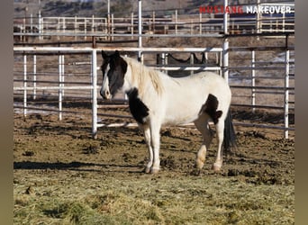 Mustang (amerikaans), Merrie, 10 Jaar, 145 cm, Gevlekt-paard