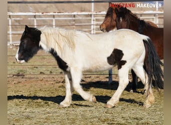 Mustang (amerikaans), Merrie, 10 Jaar, 145 cm, Gevlekt-paard