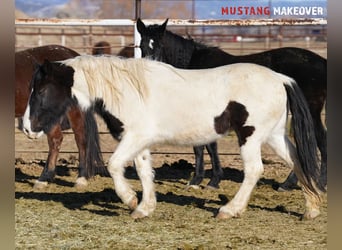 Mustang (amerikaans), Merrie, 10 Jaar, 145 cm, Gevlekt-paard