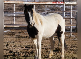 Mustang (amerikaans), Merrie, 10 Jaar, 145 cm, Gevlekt-paard