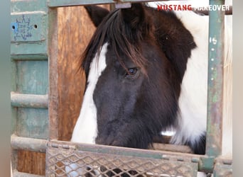 Mustang (amerikaans), Merrie, 10 Jaar, 145 cm, Gevlekt-paard