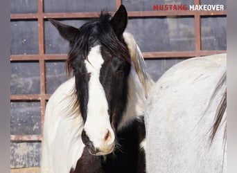 Mustang (amerikaans), Merrie, 10 Jaar, 145 cm, Gevlekt-paard