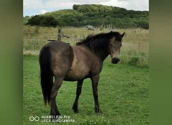 Mustang (amerikaans), Merrie, 10 Jaar, 145 cm, Grullo