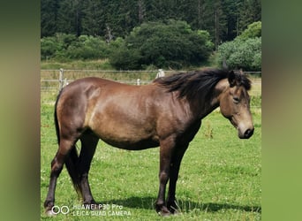 Mustang (amerikaans), Merrie, 10 Jaar, 145 cm, Grullo