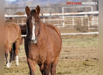 Mustang (amerikaans), Merrie, 10 Jaar, 152 cm, Falbe