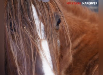 Mustang (amerikaans), Merrie, 10 Jaar, 152 cm, Falbe