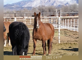 Mustang (amerikaans), Merrie, 10 Jaar, 152 cm, Falbe