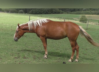 Mustang (amerikaans), Merrie, 10 Jaar, 155 cm, Palomino