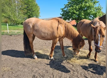 Mustang (amerikaans), Merrie, 10 Jaar, 155 cm, Red Dun