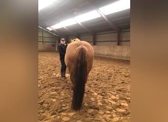 Mustang (amerikaans), Merrie, 10 Jaar, 155 cm, Red Dun