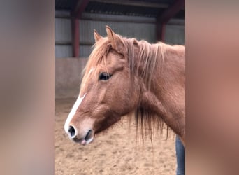 Mustang (amerikaans), Merrie, 10 Jaar, 155 cm, Red Dun