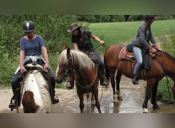 Mustang (amerikaans), Merrie, 11 Jaar, 155 cm, Palomino