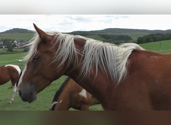 Mustang (amerikaans), Merrie, 11 Jaar, 155 cm, Palomino