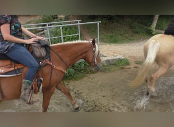 Mustang (amerikaans), Merrie, 11 Jaar, 155 cm, Palomino