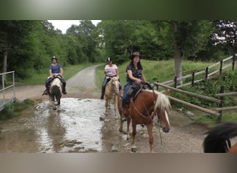 Mustang (amerikaans), Merrie, 11 Jaar, 155 cm, Palomino