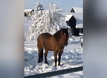 Mustang (amerikaans), Merrie, 11 Jaar, 160 cm, Falbe