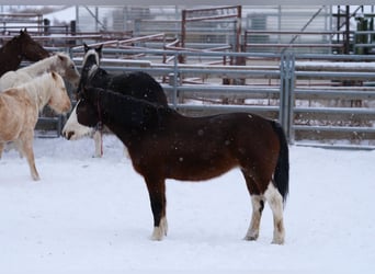 Mustang (amerikaans), Merrie, 12 Jaar, 152 cm, Gevlekt-paard