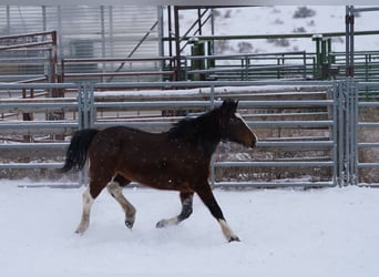 Mustang (amerikaans), Merrie, 12 Jaar, 152 cm, Gevlekt-paard