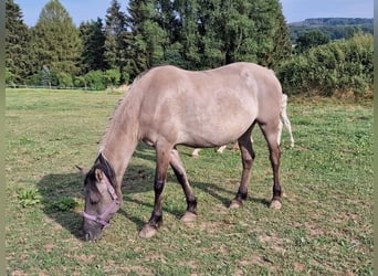 Mustang (amerikaans), Merrie, 12 Jaar, 157 cm, Grullo