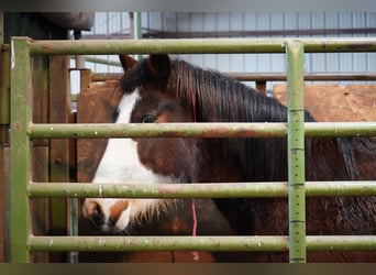 Mustang (amerikaans), Merrie, 13 Jaar, 152 cm, Gevlekt-paard