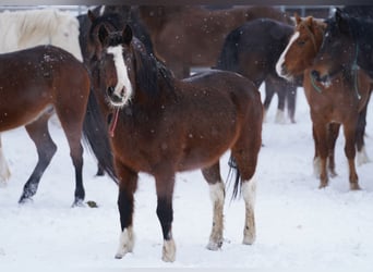 Mustang (amerikaans), Merrie, 13 Jaar, 152 cm, Gevlekt-paard