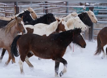 Mustang (amerikaans), Merrie, 13 Jaar, 152 cm, Gevlekt-paard