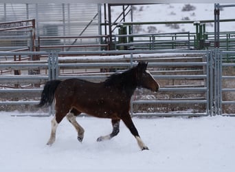 Mustang (amerikaans), Merrie, 13 Jaar, 152 cm, Gevlekt-paard