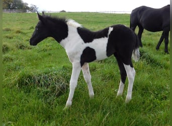 Mustang (amerikaans), Merrie, 1 Jaar, 155 cm, Gevlekt-paard