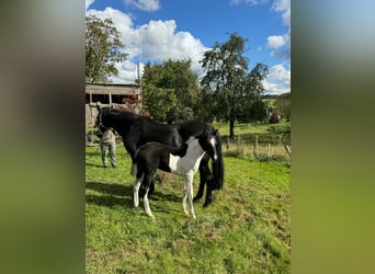 Mustang (amerikaans), Merrie, 1 Jaar, 155 cm, Gevlekt-paard