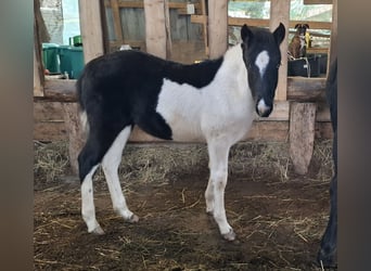 Mustang (amerikaans), Merrie, 1 Jaar, 155 cm, Gevlekt-paard