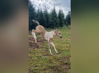 Mustang (amerikaans), Merrie, 1 Jaar, 155 cm, Grullo