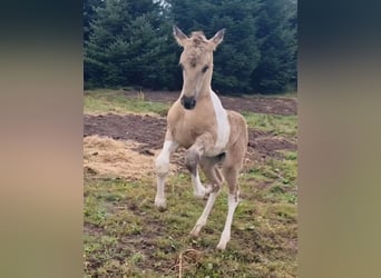 Mustang (amerikaans), Merrie, 1 Jaar, 155 cm, Grullo