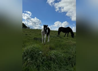 Mustang (amerikaans), Merrie, 1 Jaar, 155 cm