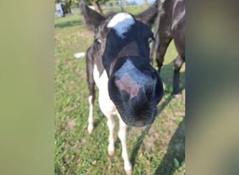 Mustang (amerikaans), Merrie, 1 Jaar, 155 cm