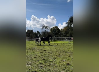 Mustang (amerikaans), Merrie, 1 Jaar, 155 cm