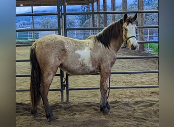 Mustang (amerikaans), Merrie, 2 Jaar, 150 cm, Overo-alle-kleuren
