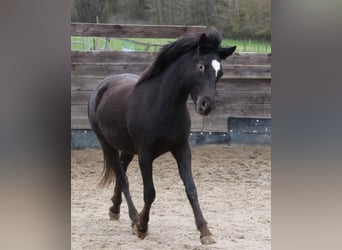 Mustang (amerikaans), Merrie, 2 Jaar, 150 cm, Zwart