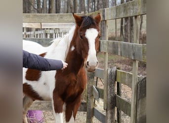 Mustang (amerikaans), Merrie, 3 Jaar, 150 cm, Tobiano-alle-kleuren