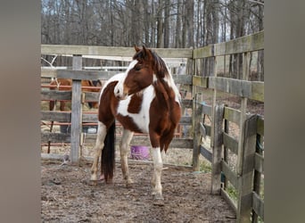 Mustang (amerikaans), Merrie, 3 Jaar, 150 cm, Tobiano-alle-kleuren